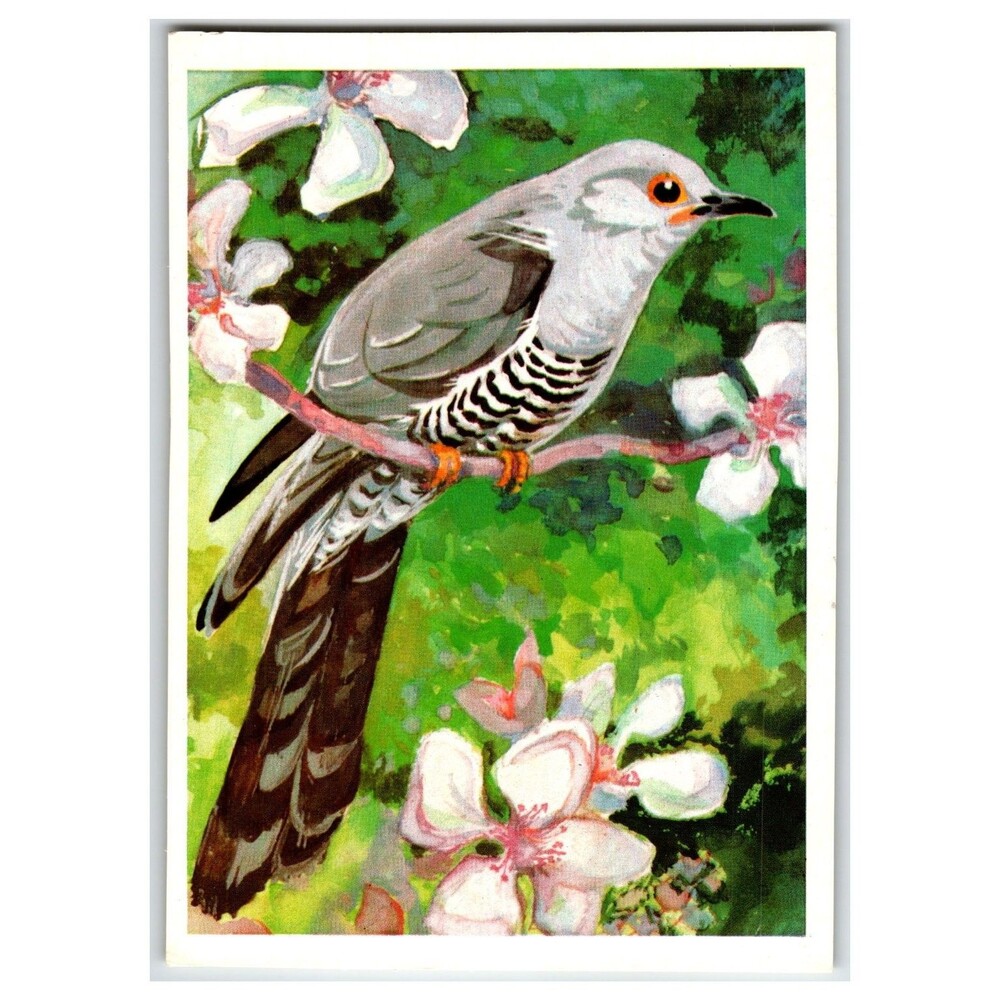 Vintage Russian Cuckoo Bird Postcard N. Albova Art 1979 Izobrazitelnoe Iskusstvo